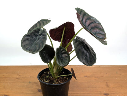 Alocasia cuprea Red Secret