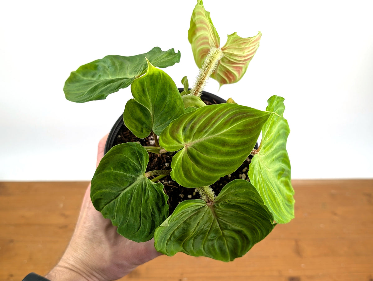 Philodendron Verrucosum 'Esmeralda'