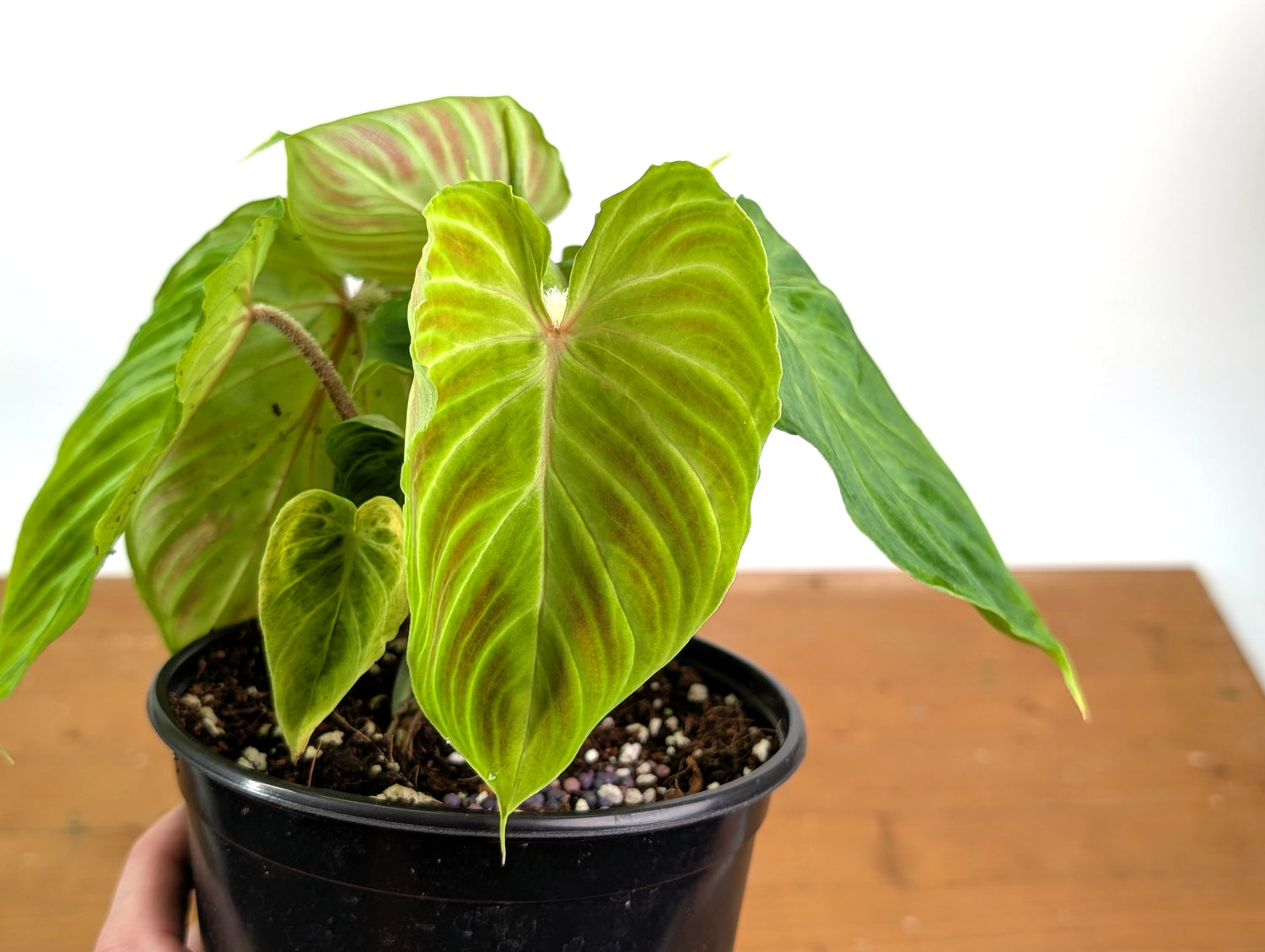 Philodendron Verrucosum Ecuador
