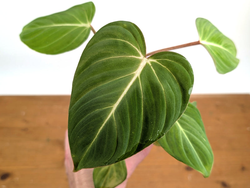Philodendron Gloriosum