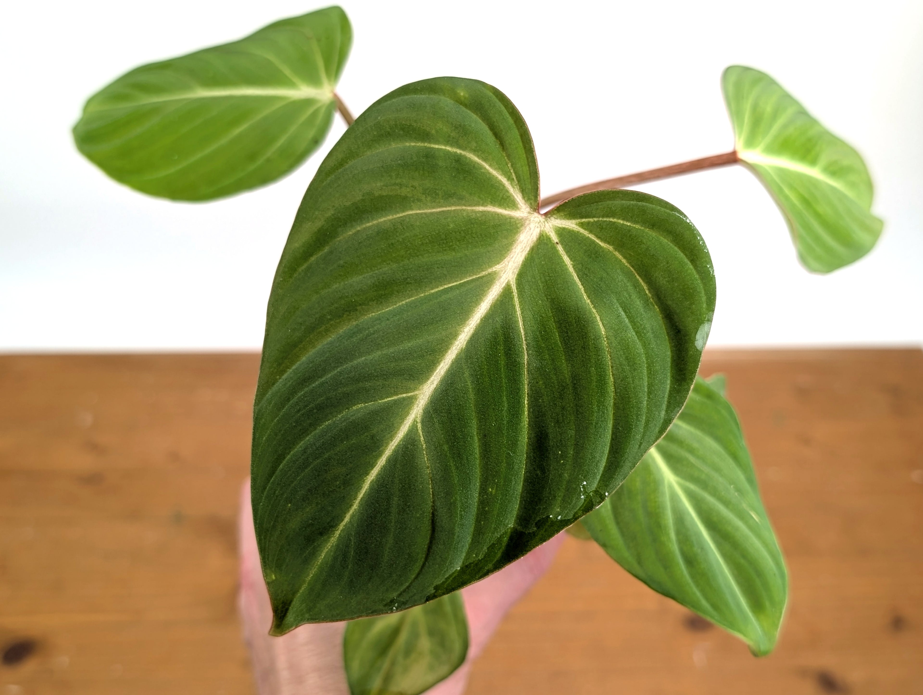 Philodendron Gloriosum