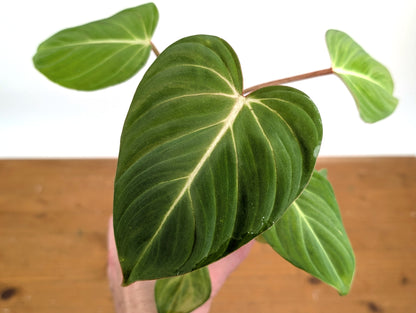 Philodendron Gloriosum
