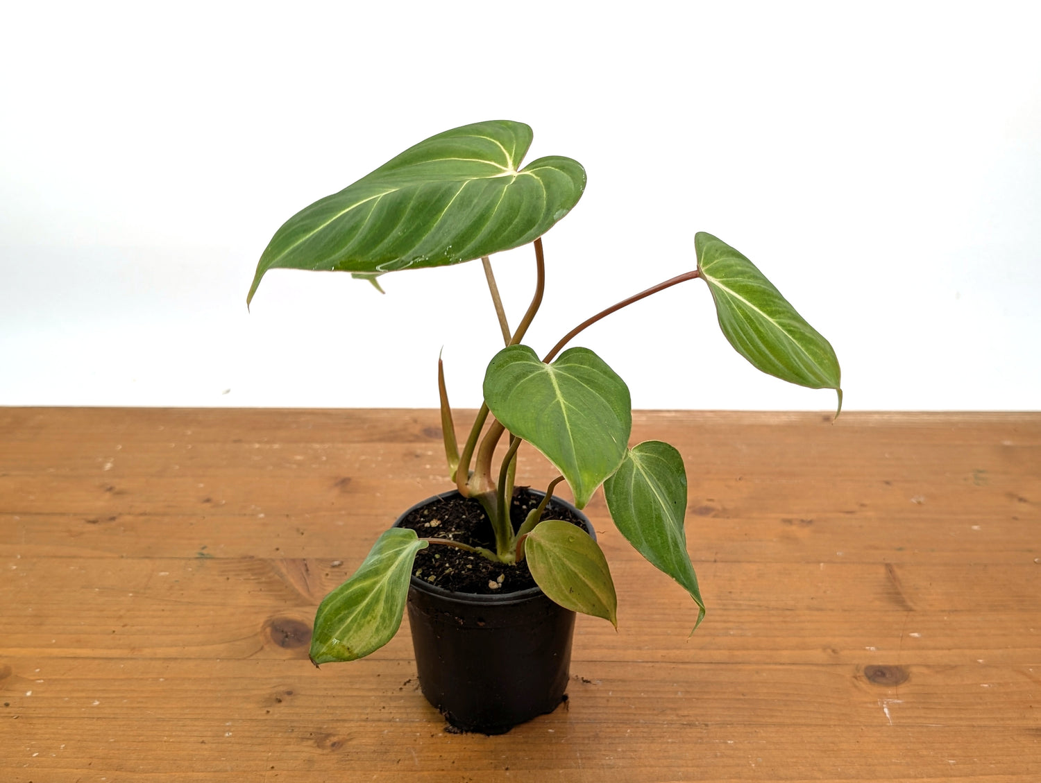 Philodendron Gloriosum