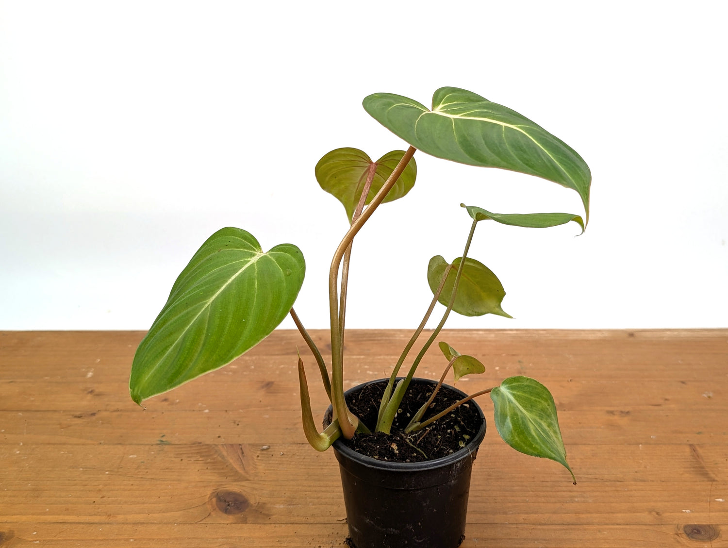 Philodendron Gloriosum