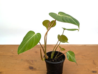 Philodendron Gloriosum