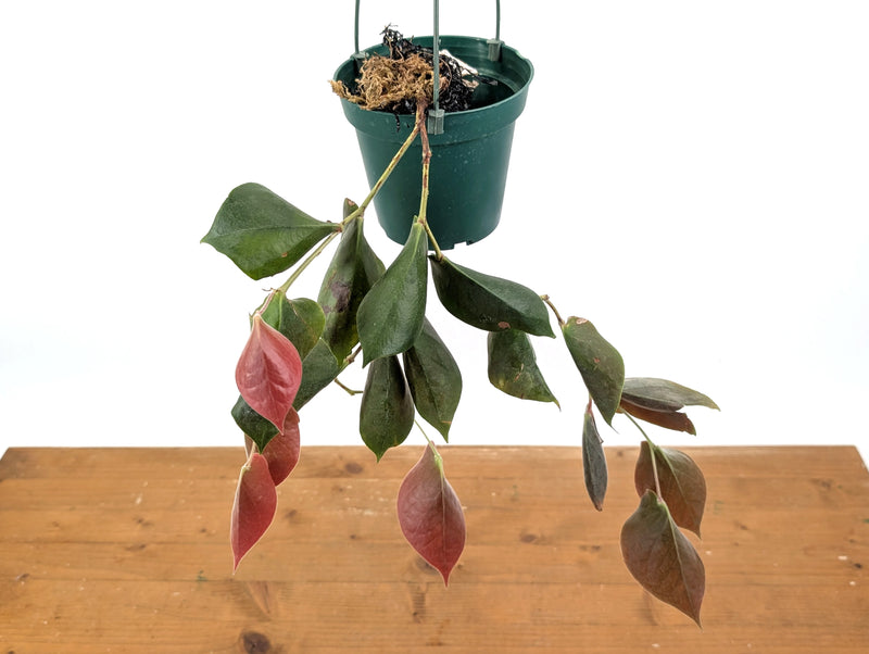 Ceratostema Pendens
