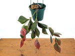 Ceratostema Pendens