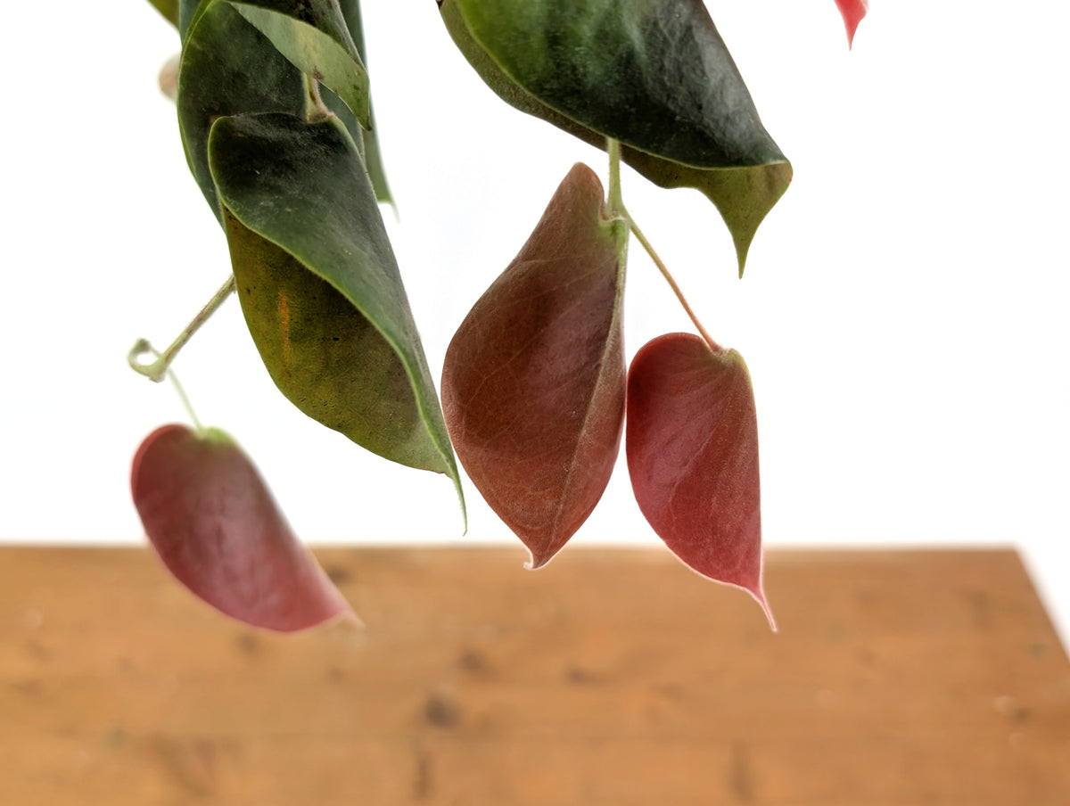 Ceratostema Pendens