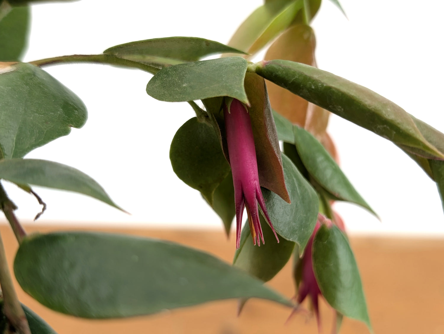 Ceratostema Gualaquizensis var. laciniata