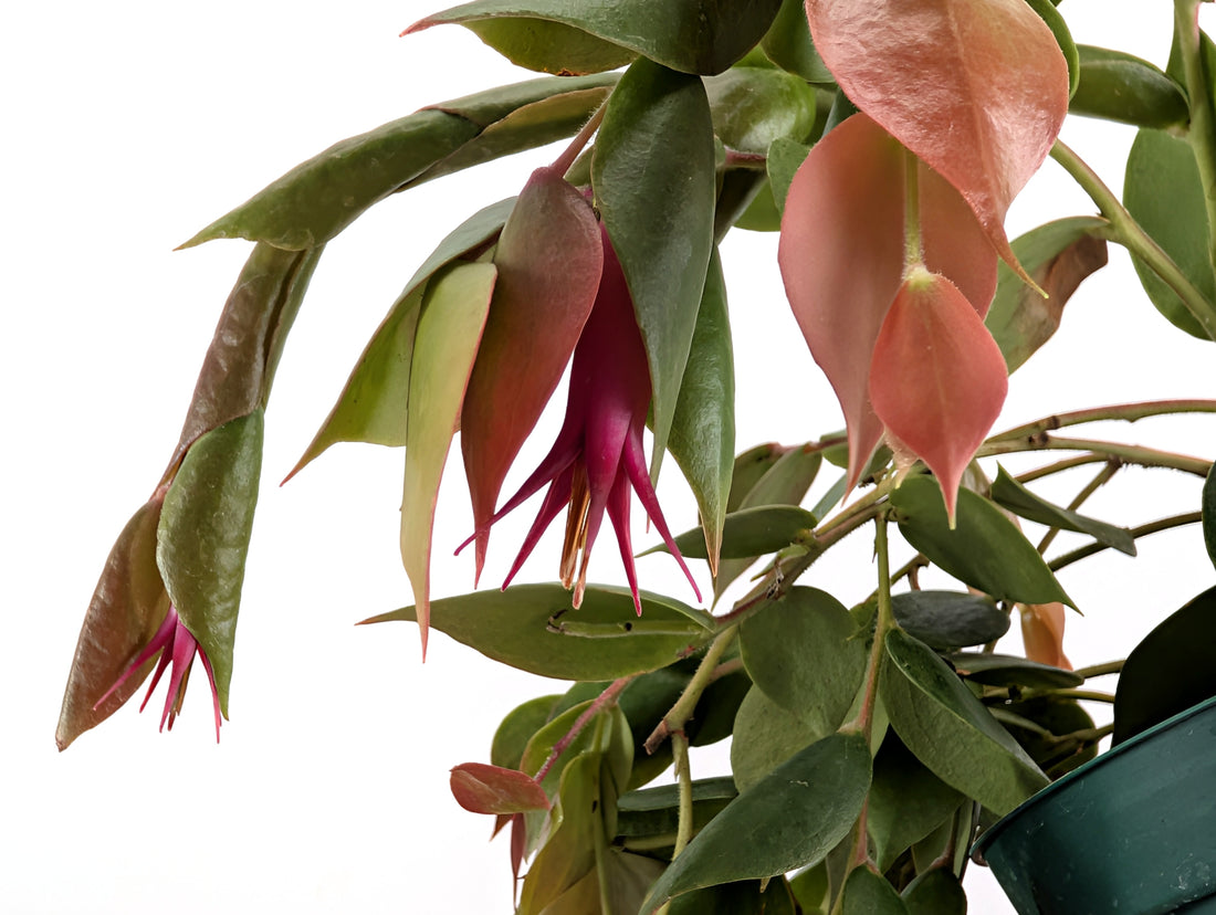 Ceratostema Gualaquizensis var. laciniata