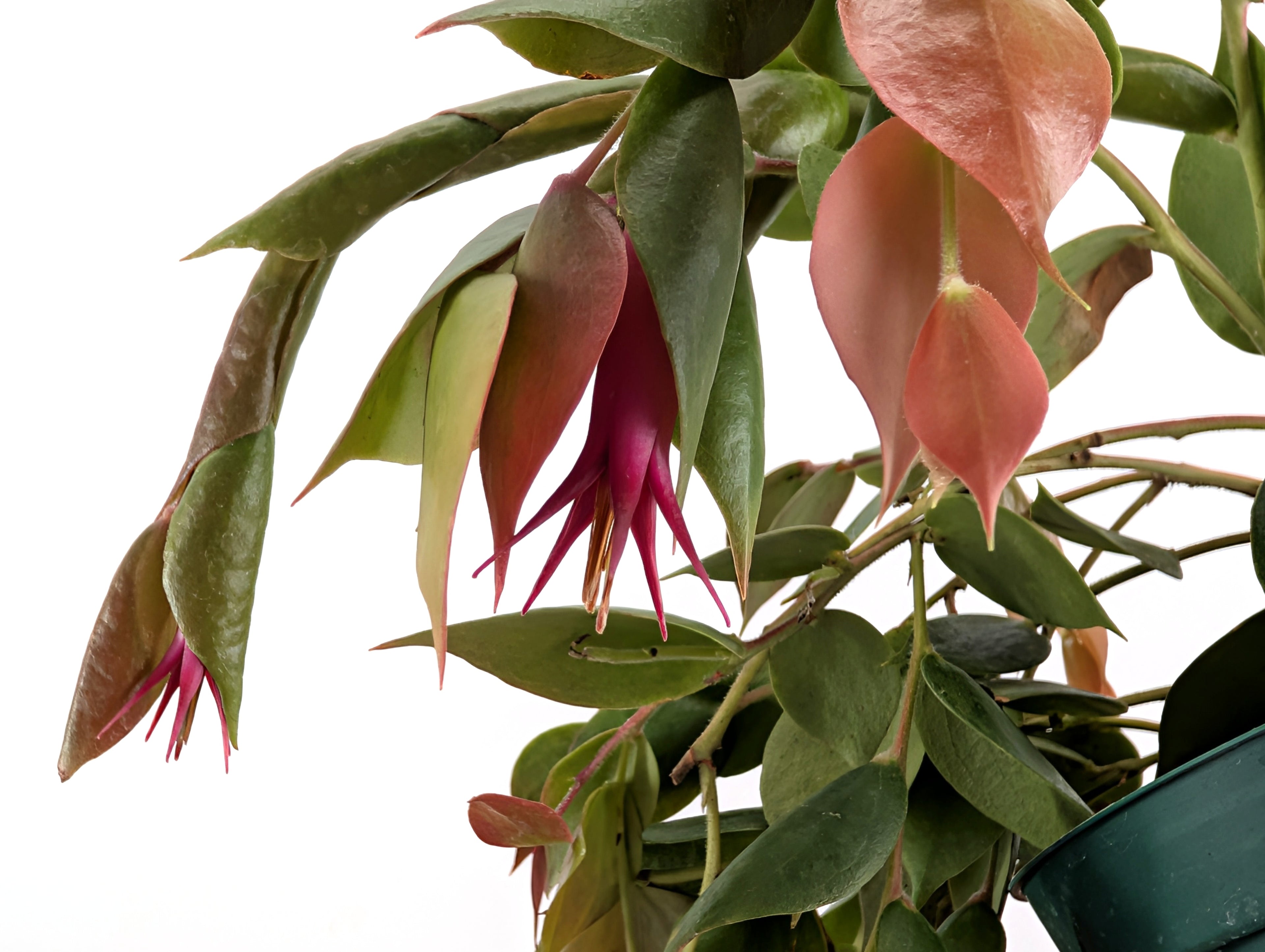 Ceratostema Gualaquizensis var. laciniata