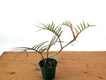 Philodendron Tortum
