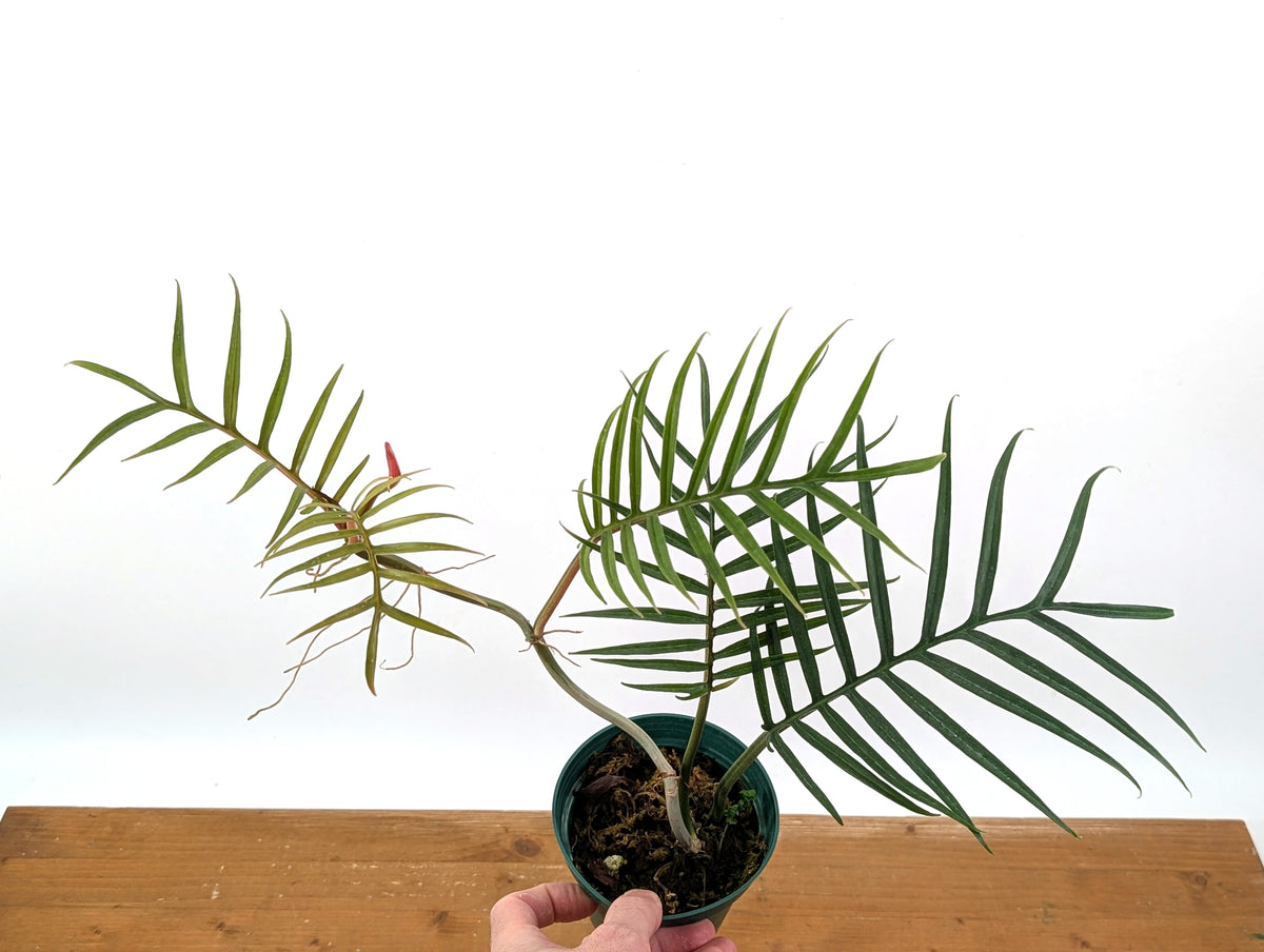 Philodendron Tortum