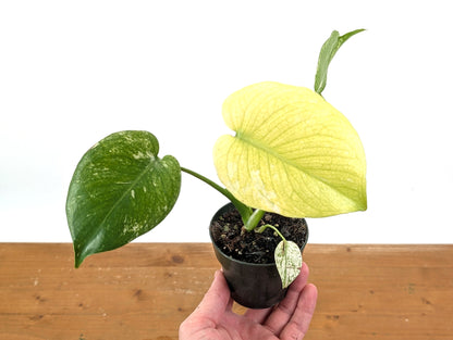 Monstera Full Mint Variegated