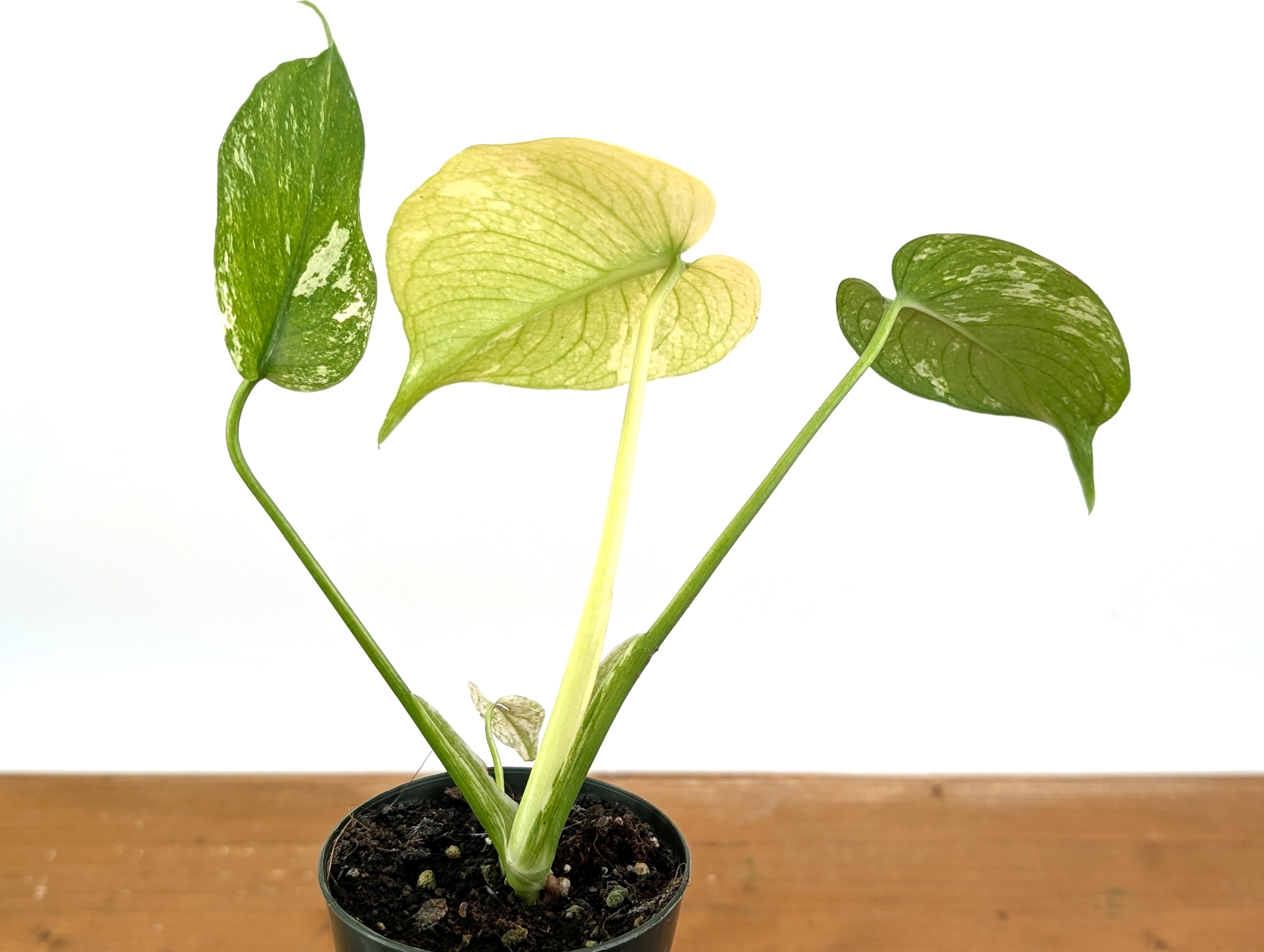 Monstera Full Mint Variegated