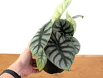 Alocasia Silver Dragon