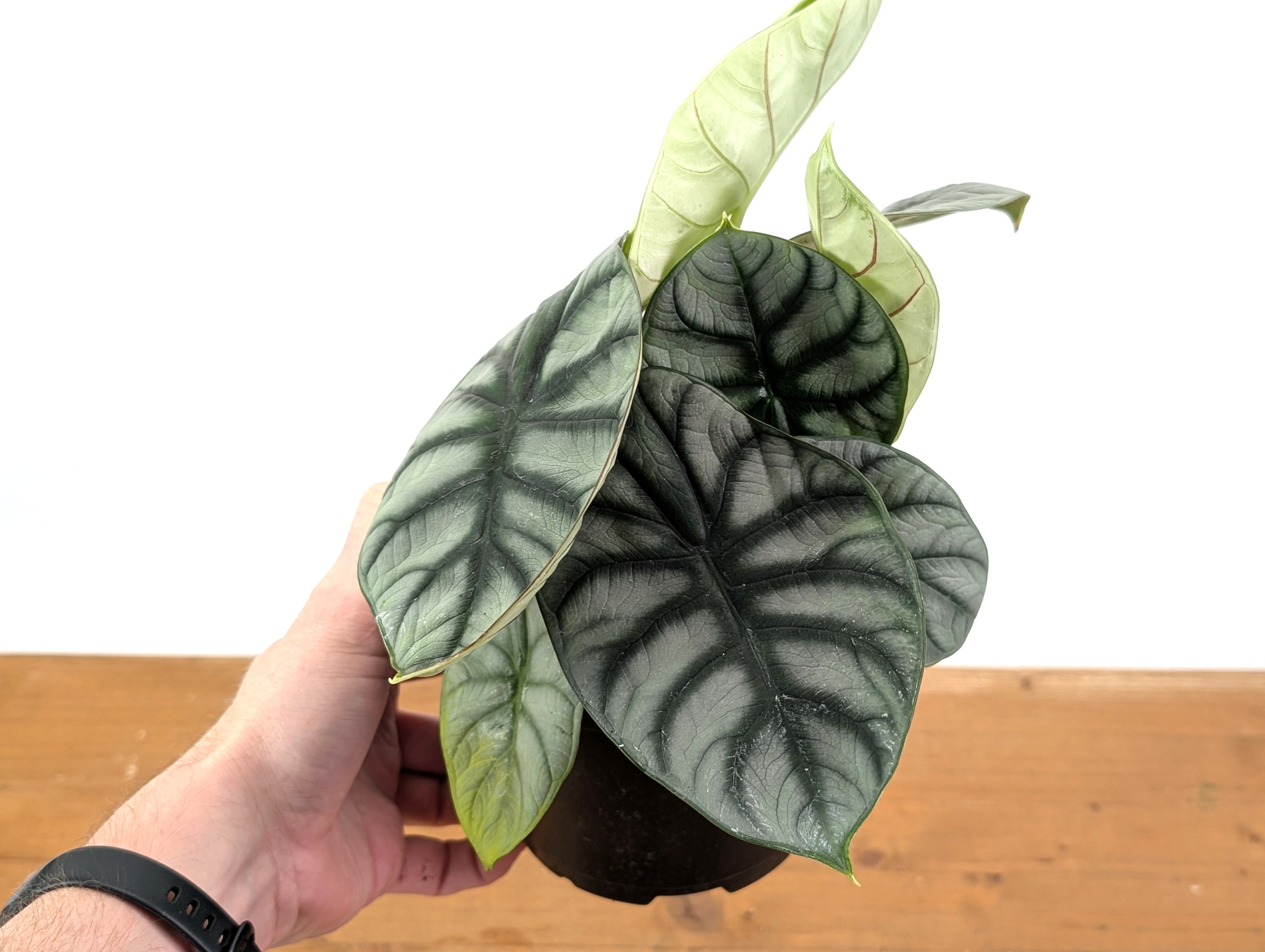 Alocasia Silver Dragon