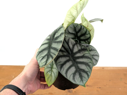 Alocasia Silver Dragon