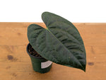 Anthurium besseae × A. luxurians ('Amazon Diamond')