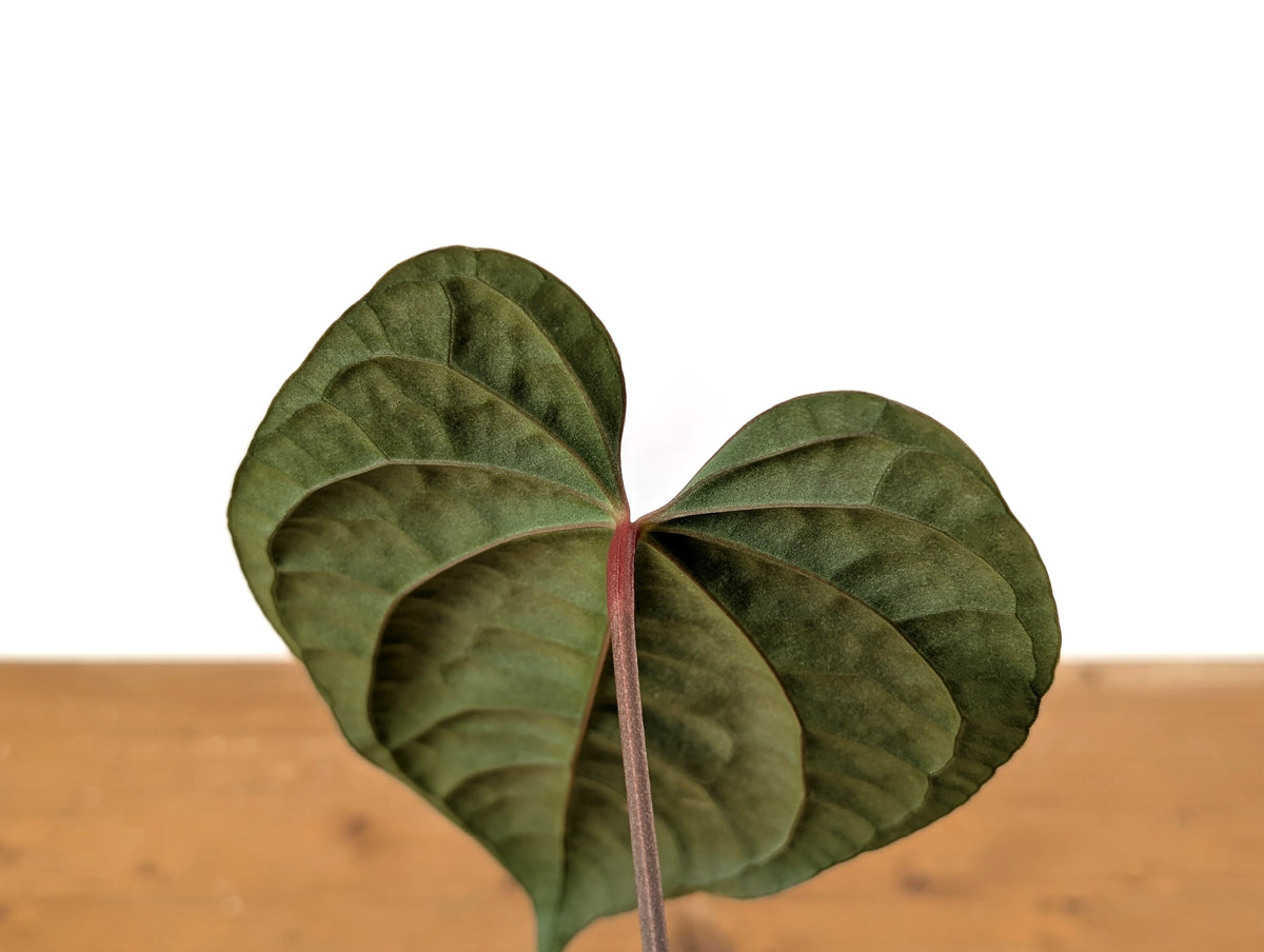Anthurium besseae × A. luxurians ('Amazon Diamond')