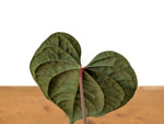 Anthurium besseae × A. luxurians ('Amazon Diamond')