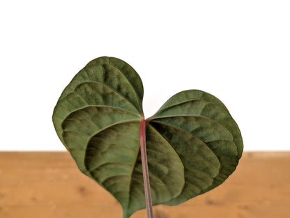 Anthurium Amazon Diamond