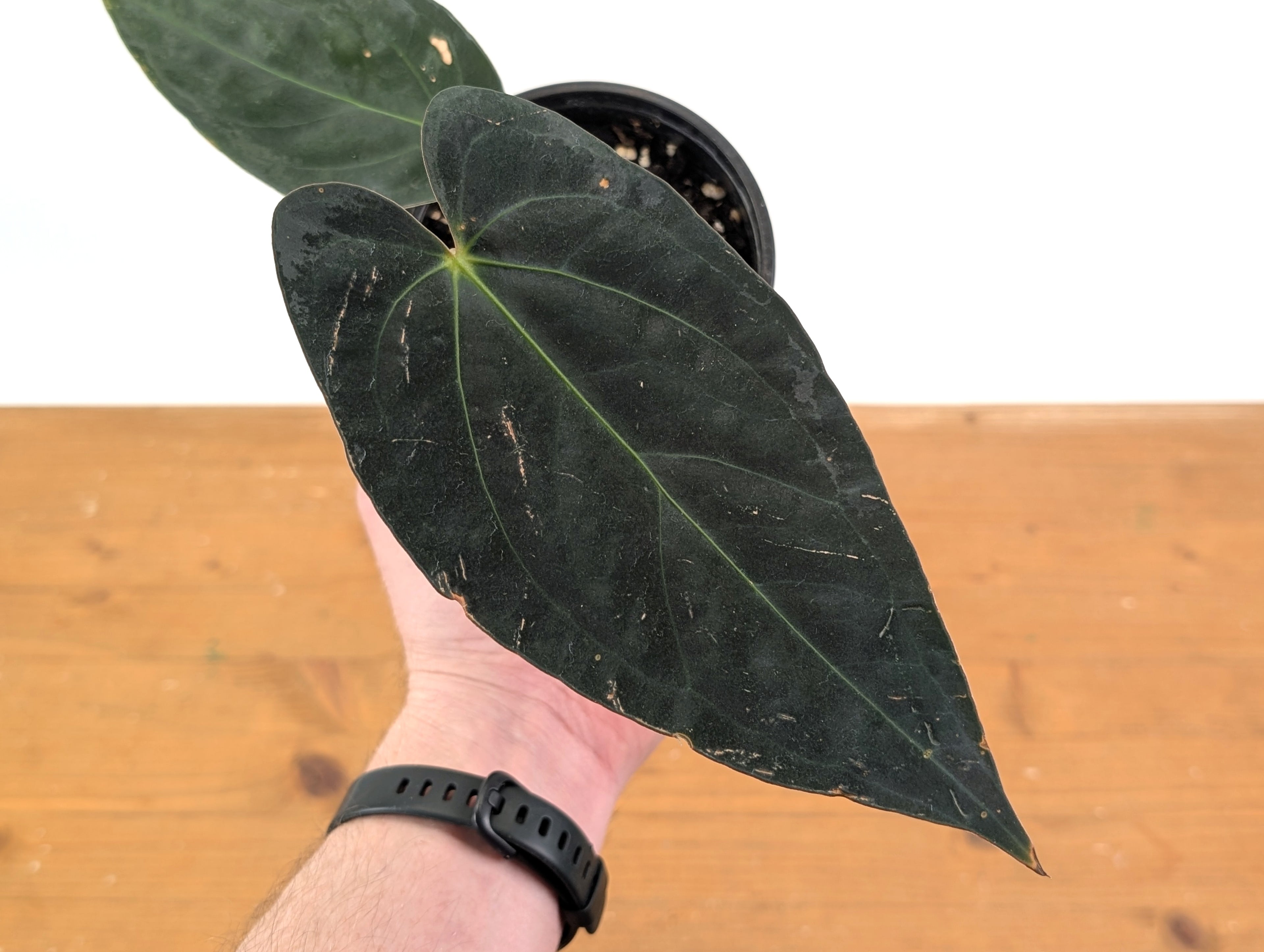 Anthurium King of the Jungle