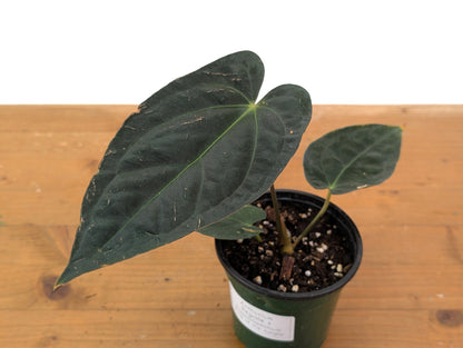 Anthurium King of the Jungle