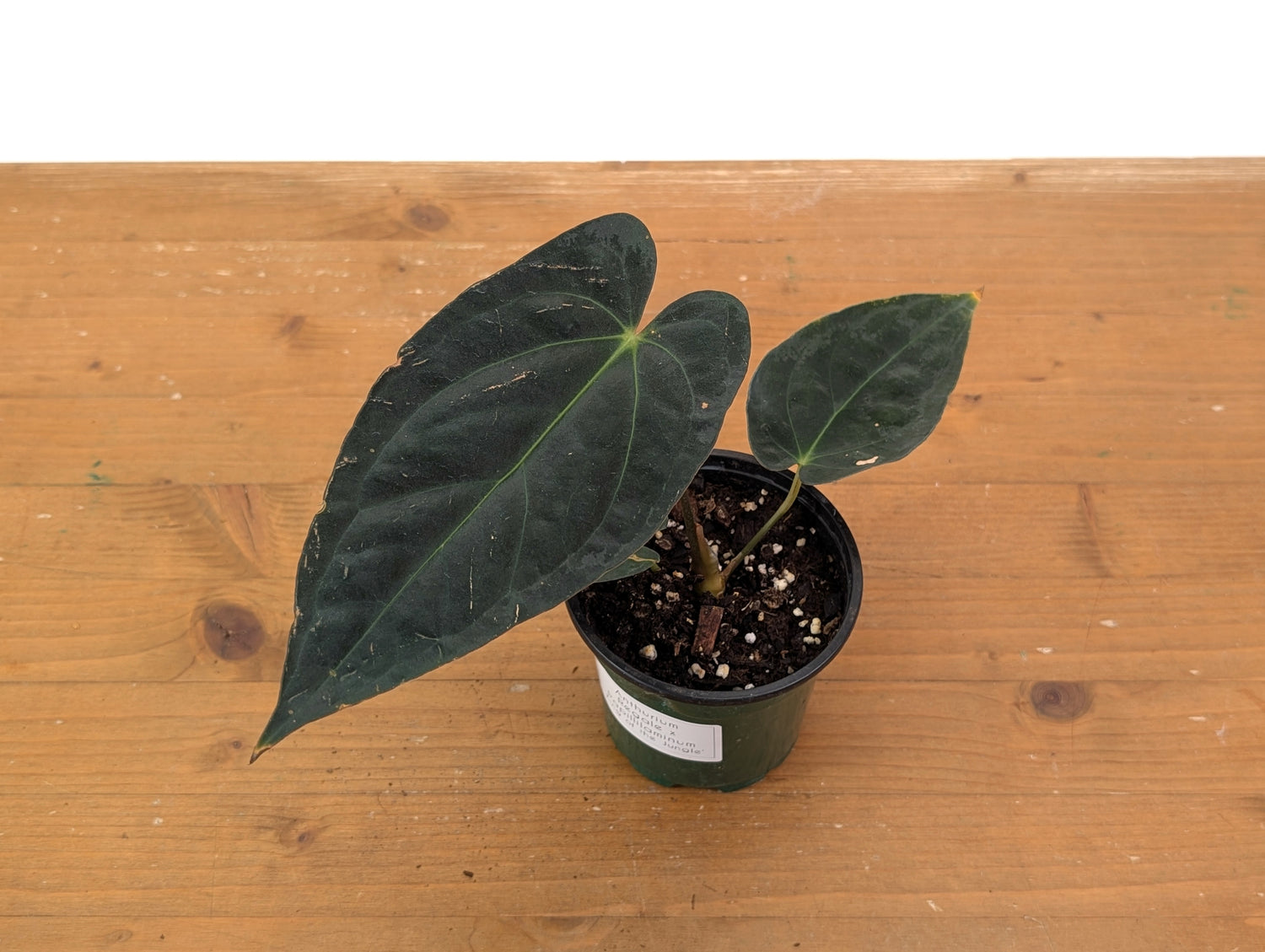 Anthurium King of the Jungle