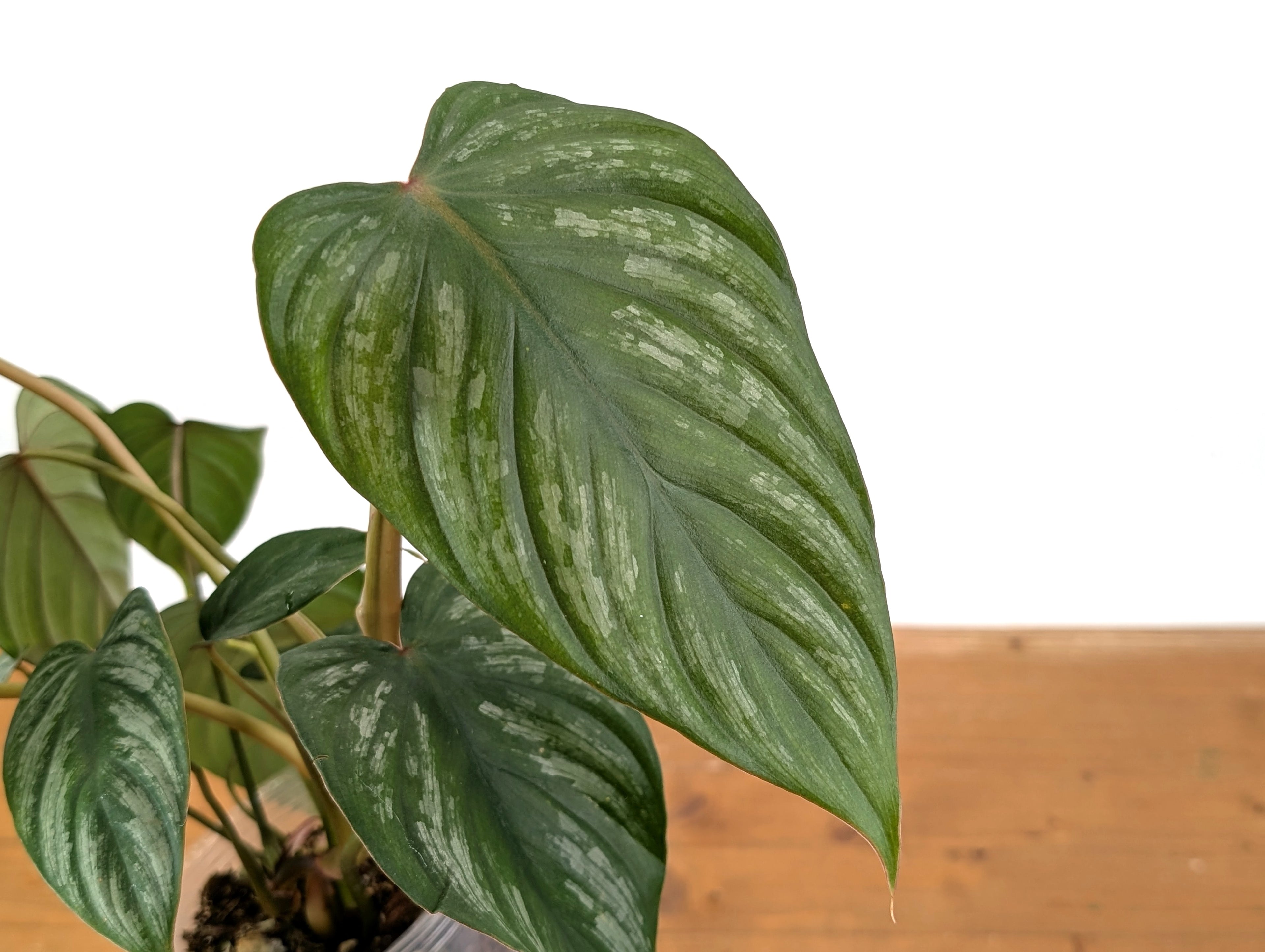 Philodendron Brandtianum Narrow