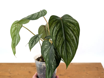 Philodendron Brandtianum Narrow