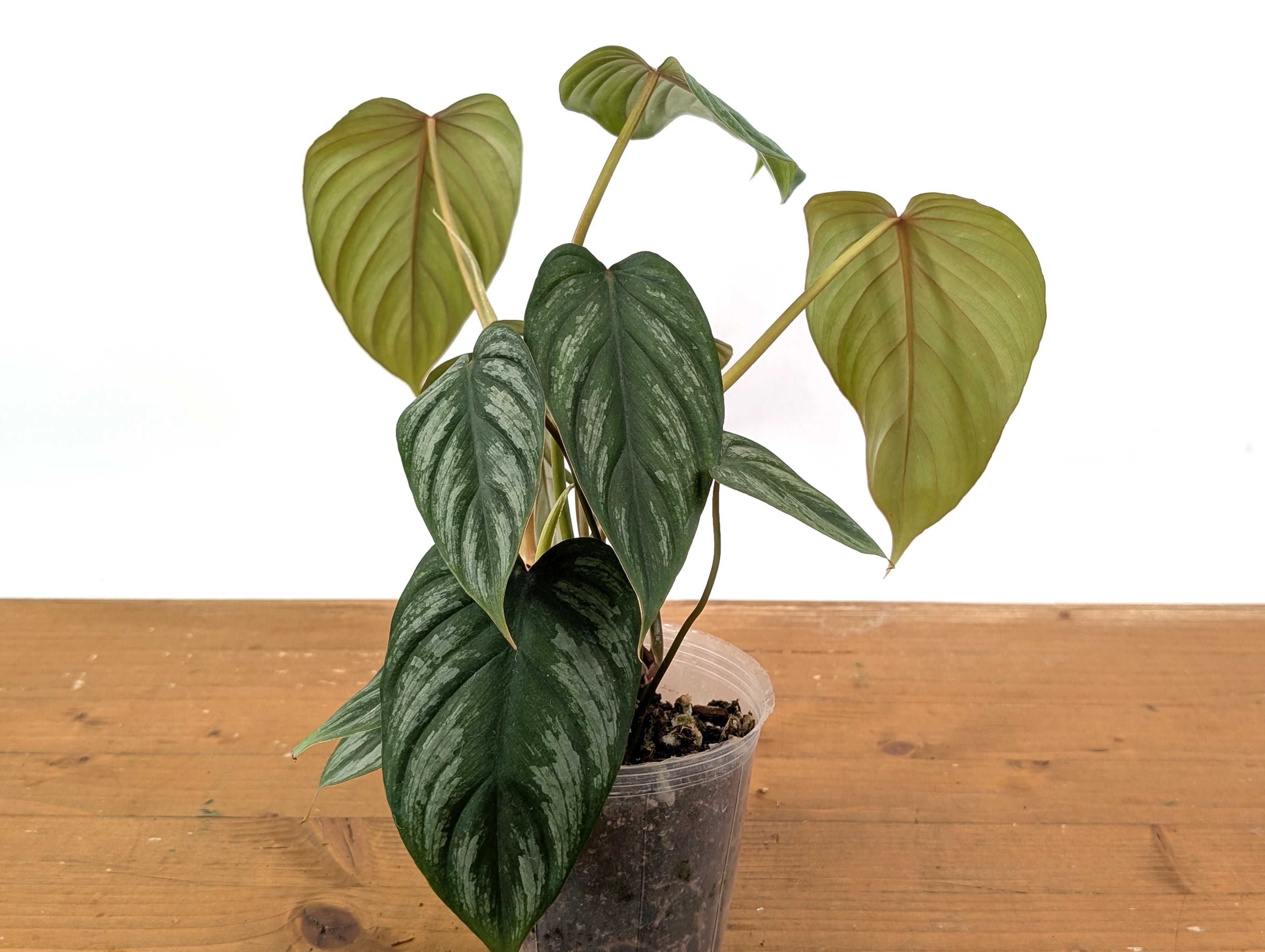 Philodendron Brandtianum Narrow