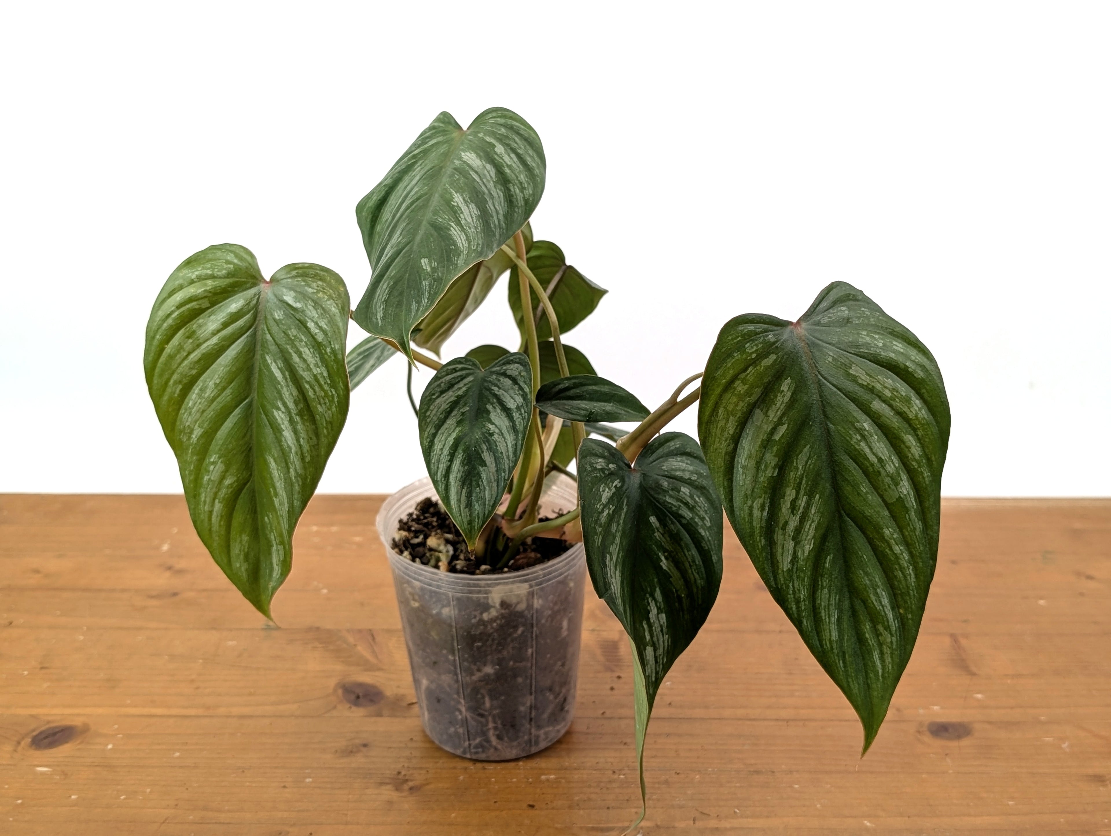Philodendron Brandtianum Narrow