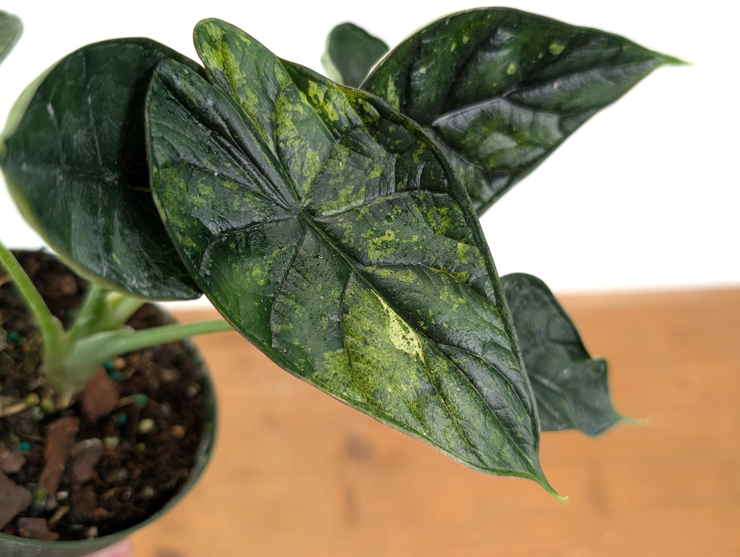 Alocasia Dragon Scale Mint Variegated