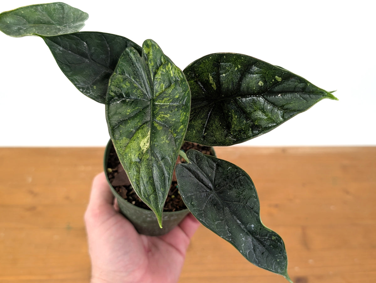 Alocasia Dragon Scale Variegated Mint