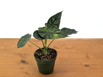 Alocasia Dragon Scale Mint Variegated