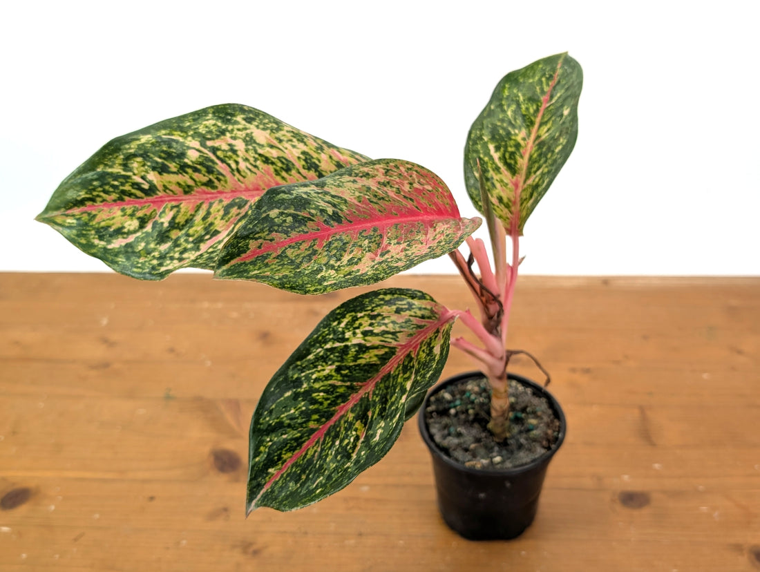 Aglaonema 10 Karat
