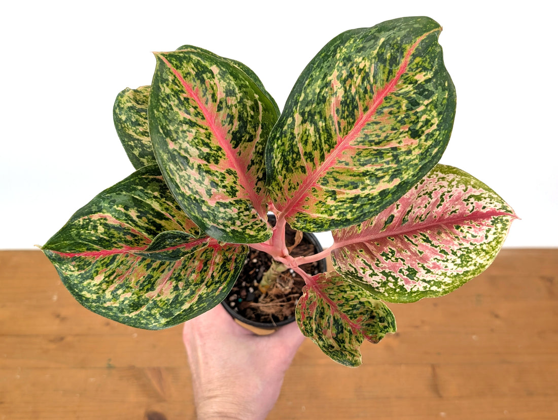 Aglaonema 10 Karat