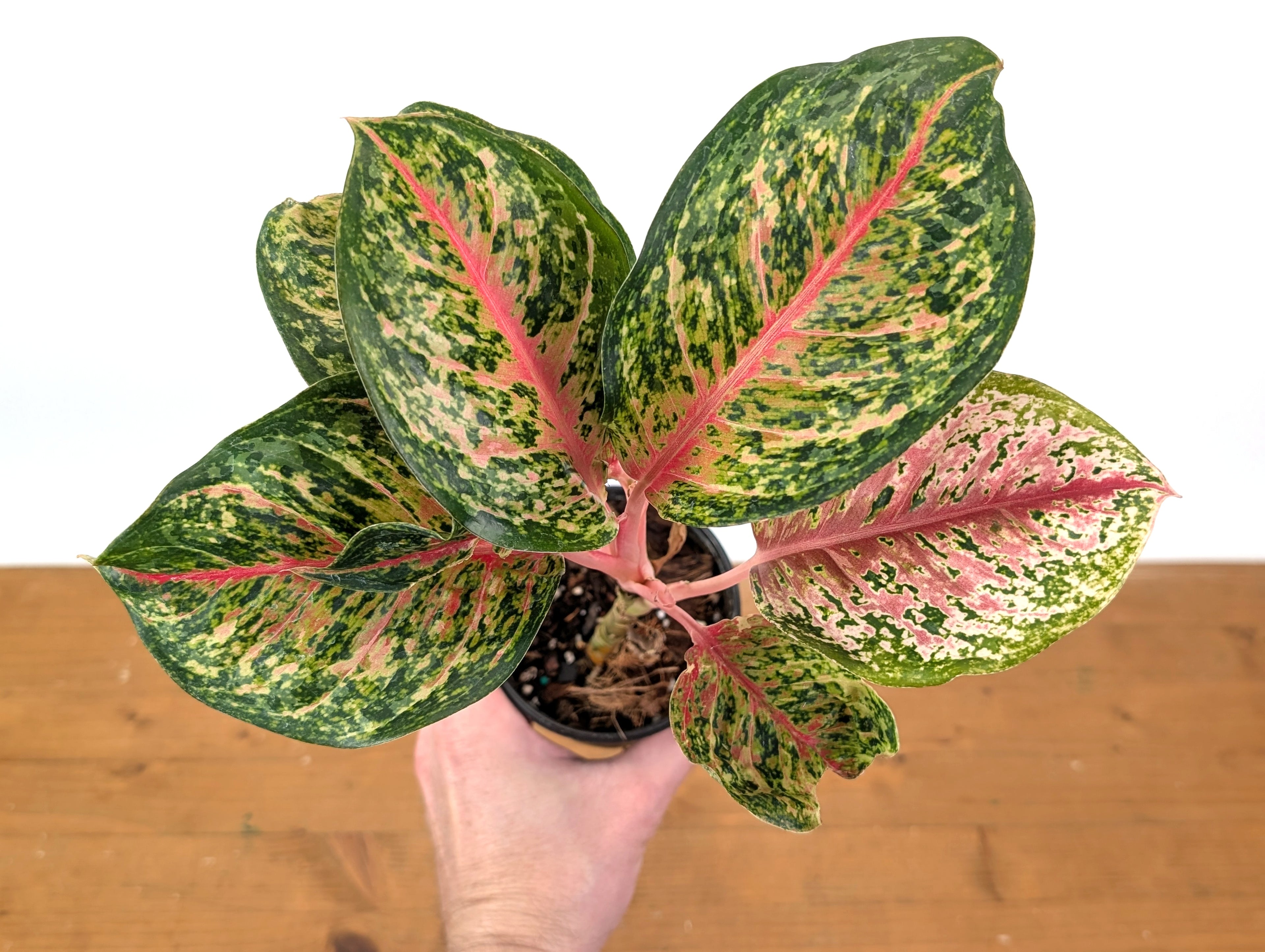 Aglaonema 10 Karat