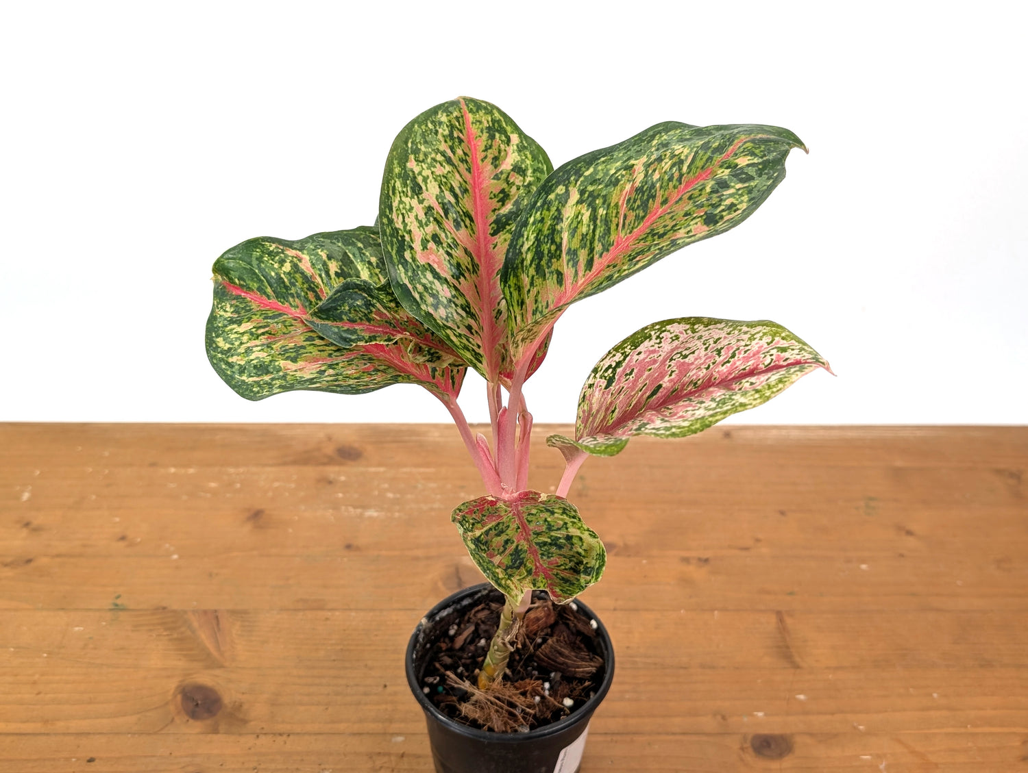 Aglaonema 10 Karat