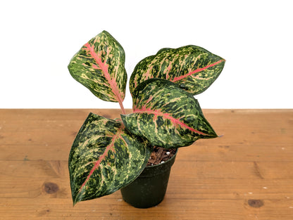 Aglaonema 10 Karat