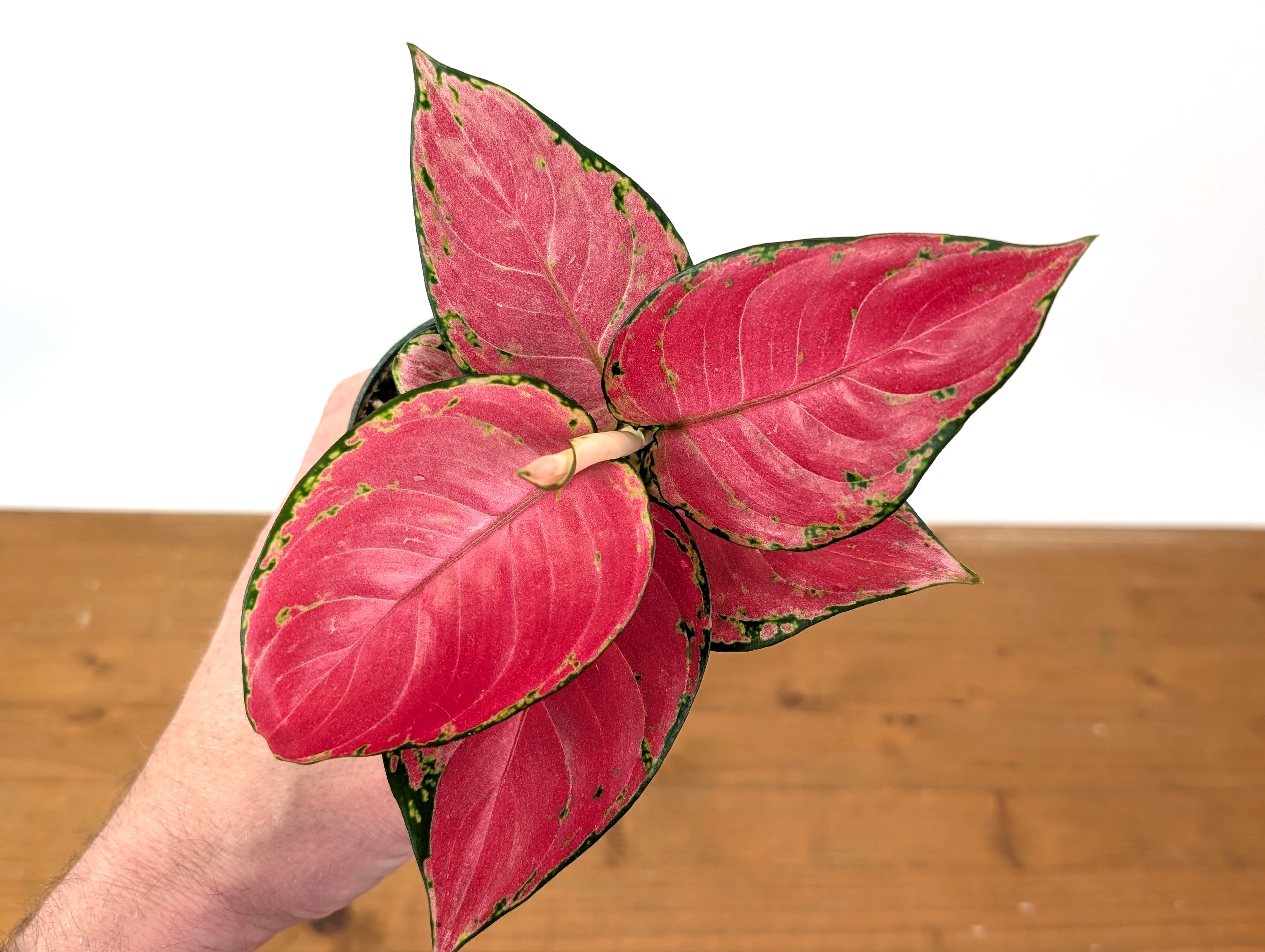 Aglaonema China Red