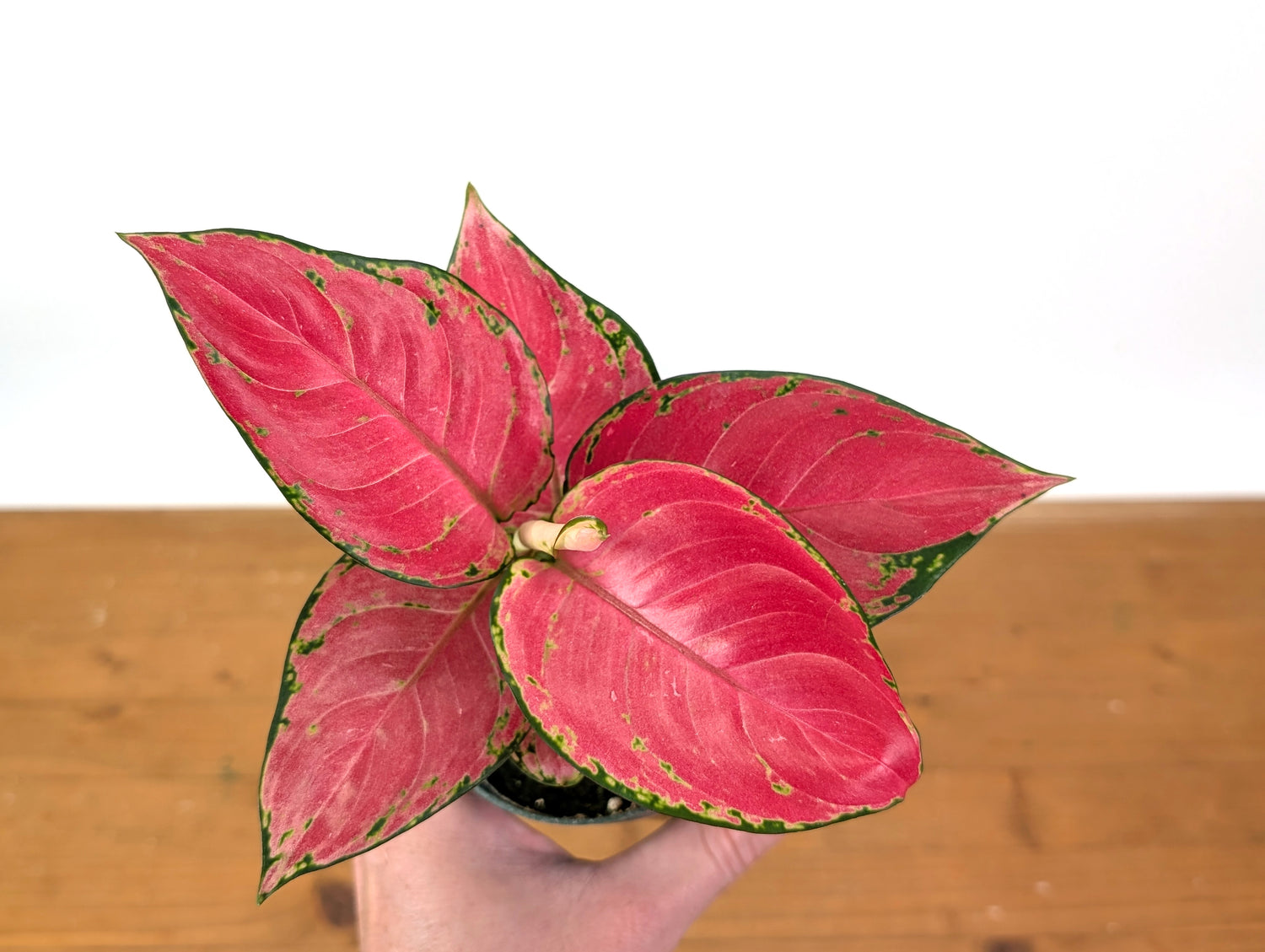 Aglaonema China Red