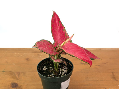 Aglaonema China Red