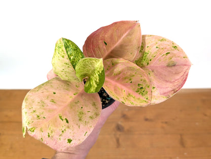 Aglaonema Pink Emerald