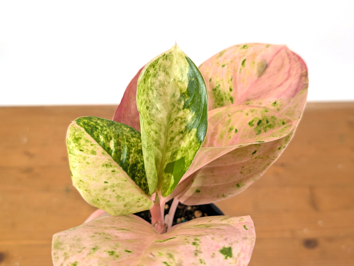 Aglaonema Pink Emerald