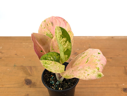 Aglaonema Pink Emerald