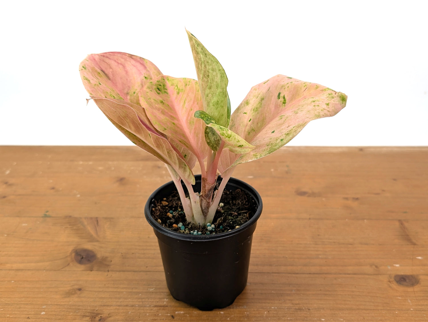 Aglaonema Pink Emerald