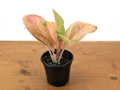 Aglaonema Pink Emerald