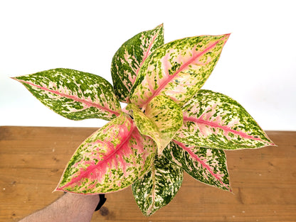 Aglaonema Red Mahasettii